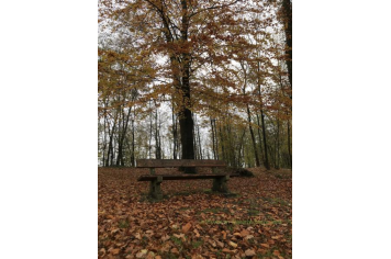 L’automne s’installe dans le parc de l'Astrée Fabienne Allegaert